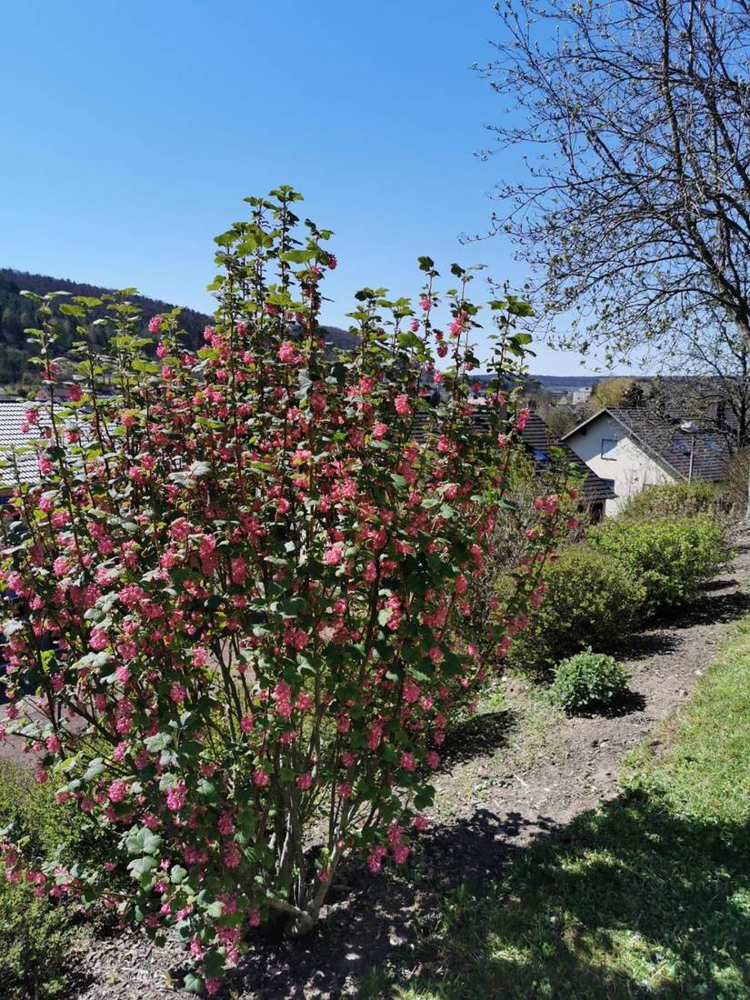 Blühender Zierstrauch im Garten