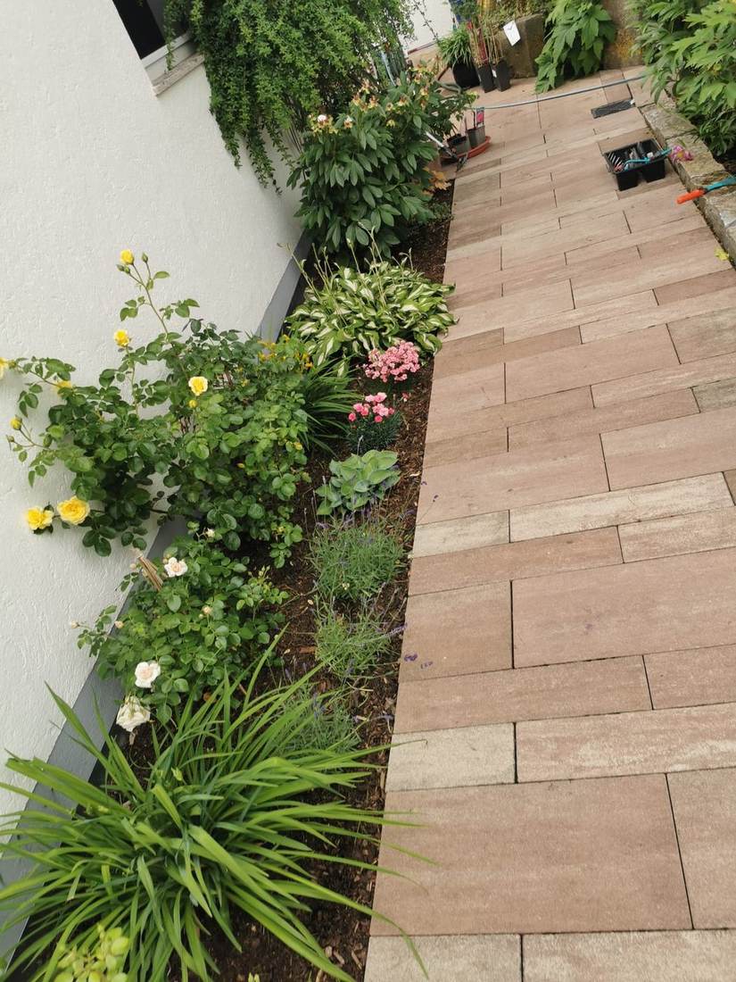 Rosenbeet entlang eines Gartenwegs
