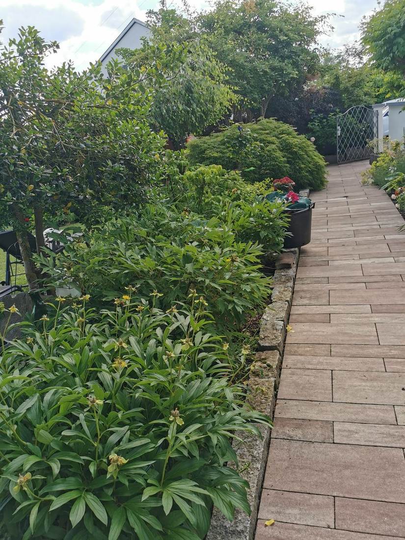 Gartenweg mit Pfingstrosen und Buchsbaum